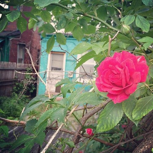 Rose in bloom, representing natural and sustainable ingredient sourcing